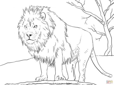 More images for realistic lion coloring pages for adults » 20+ Free Printable Lion Coloring Pages - EverFreeColoring.com