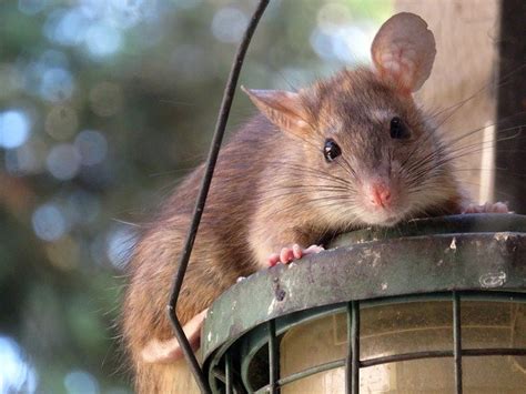 Getting rats in pairs at the same time is much better then having one rat already establish their territory and then trying to introduce a new rat later. rat in a london garden shed - Diamond Pest Control