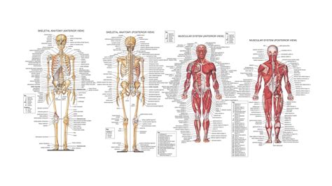 See more ideas about anatomy, female anatomy, anatomy reference. Anatomy | Human body diagram, Human skeleton anatomy ...