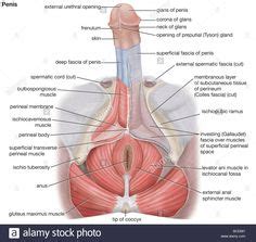 Find the perfect male body diagram stock photos and editorial news pictures from getty images. heart diagram labeled | Vector illustration of diagram of ...