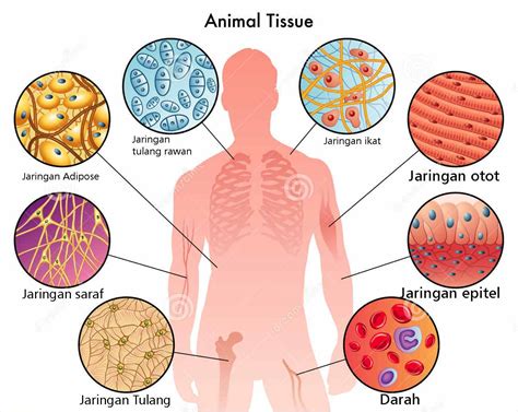 Pengertian organel sel hewan beserta fungsinya, struktur organel sel hewan dan penjelasan lengkap, gambar sel hewan yang tidak terdapat di sel sel hewan lumayan berbeda jika dibandingkan dengan sel tumbuhan. Perbedaan Jaringan pada tumbuhan dan hewan - myrightspot.com