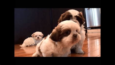 Ryan's shih tzu is a small private hobby shih tzu breeder in illinois. Shih Tzu puppies for sale February 16, 2015 - YouTube