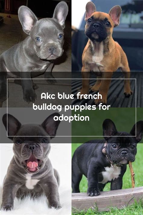 Book an appointment to meet adoptable dogs. AKC BLUE FRENCH BULLDOG PUPPIES FOR ADOPTION for Sale in ...