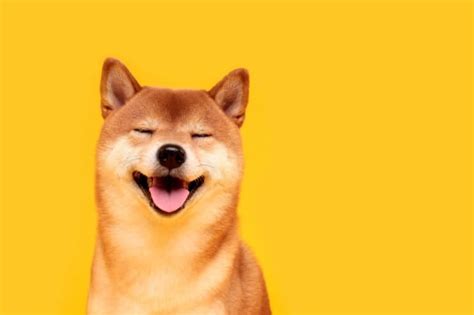 Find the best exchanges & brokers to buy shiba inu (shib) from. How Much Does A Shiba Inu Cost? Complete Buyer's Guide ...