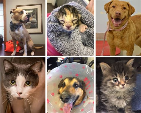Kingston Humane Society readies to resume adoptions - Kingston News