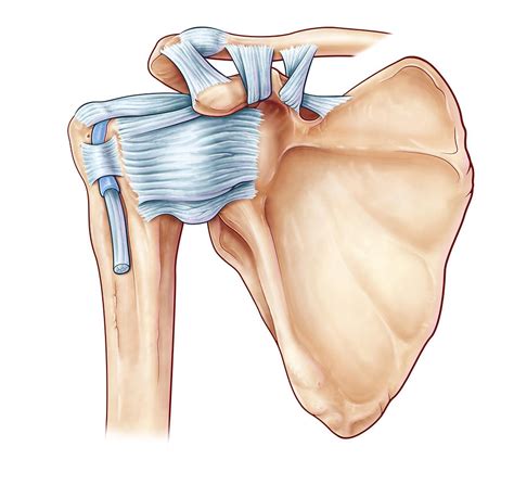 The shoulder anatomy includes the anterior deltoid, lateral deltoid, posterior deltoid, as well as the 4 rotator cuff muscles. Shoulder Ligaments, Illustration Photograph by Evan Oto