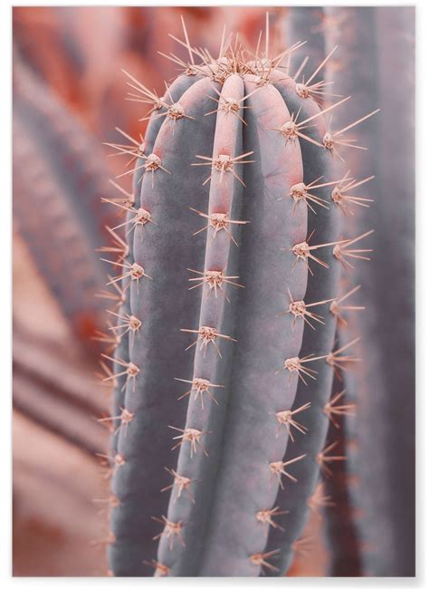 Cacti expand by absorbing water when it is available and shrink as they lose water slowly during times of drought. Cactus Saguaro, Affiche Nature pour chambre zen | L'Afficherie