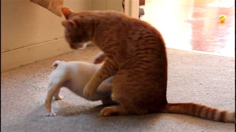 Newest oldest price ascending price descending relevance. French Bulldog puppy (Hammie) vs. Cat (Cootie) - Round 1 ...