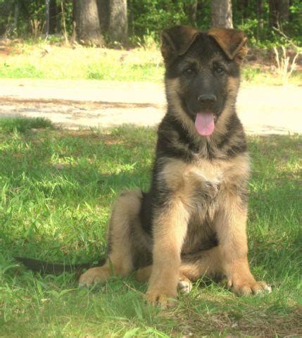 German shepherd puppies ready to leave puppies will leave health checked microchipped fled wormed and first injection and a life time of advice gerrards cross, buckinghamshire. Ammo - west German showline German Shepherd puppy for sale ...