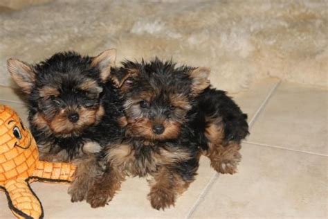 I have a yorkie and. Yorkshire Terrier Puppies For Sale | Minneapolis, MN #152153