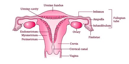 Human body system and female body part is not only shown in 3d but also each anatomyka system has its own labeled diagram and every term has a detailed explanation to learn human anatomy completely. Female Reproductive System - Overview, Anatomy and Physiology