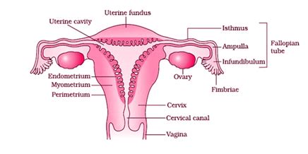 Brief description of the function of each of these labeled organs is provided: Female Reproductive System - Overview, Anatomy and Physiology