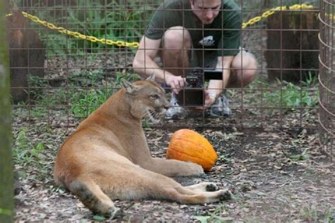 #arrangements #bedroom #cactus #children #flower #multiply #succulents. Man Films Family of 4 Mountain Lions Right Outside His ...