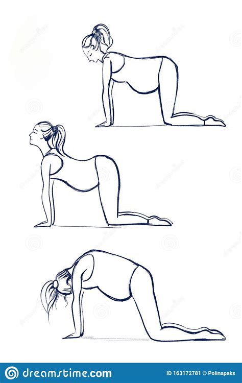 Cat And Cow Yoga Pose Sketch On White Background. Illustration Of A Pregnant Woman Doing Yoga ...