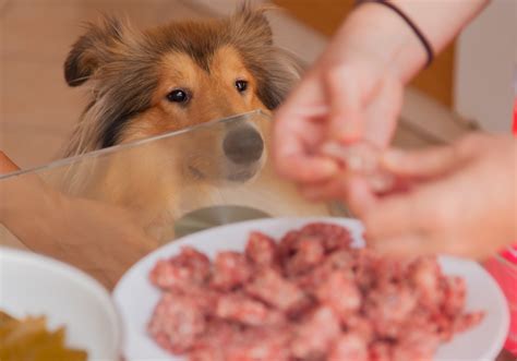 Kurzhaar Collie: Wesen, Charakter und mehr | collie-fans.de