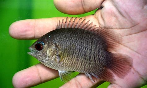 Kebanyakan ikan asli di sudan diklasifikasikan sebagai ikan keli, kumpulan besar spesies yang mengambil nama mereka dari kehadiran barbel satu lagi jenis ikan keli, featherfin squeaker, tinggal di kawasan tasik seperti lembah nil putih. 10 Lagi Ikan Nama Pelik - Umpan