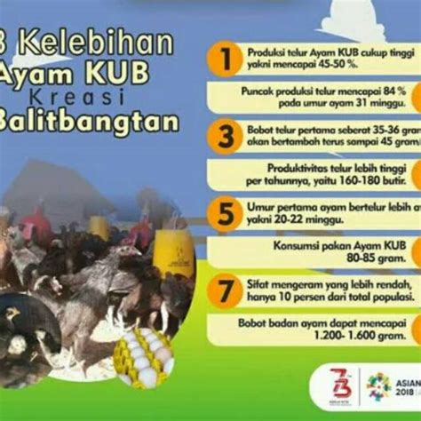 Ayam dibesarkan secara luas untuk diambil daging dan telurnya. 50 Butir Telur Ayam KUB Fertil | Shopee Indonesia