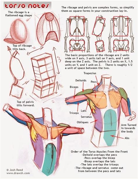 Re imaging the human body drawings. AnatoRef — Torso Anatomy Tutorial by Josh Reed | Anatomy ...