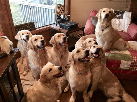 Understanding the dietary needs of golden retrievers. Family portrait I would love to have this many Golden ...