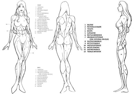 Female human body diagram of organs posted on anatomy organ. Somniare Lilium: How to draw female body, body proportions