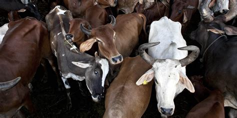 In india, the regulators and governments have been sceptical about these currencies and are apprehensive about the associated risks. I Am a Liberal, And I am Not Opposed to India's Beef Ban ...