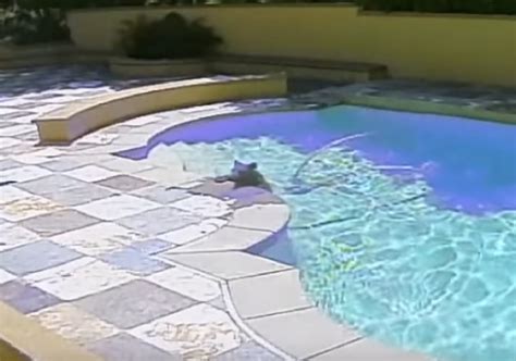 Lied about not doing something you were suppose to do? Bear caught on camera sneaking into private pool to go ...