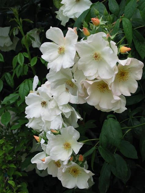 When is the best time to plant sally holmes? PlantFiles Pictures: Hybrid Musk, Shrub Rose 'Sally Holmes ...