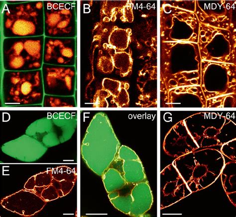 Embryogenesis pollen tube cell wall staining confocal microscopy introduction plant cells are surrounded by a rigid cell wall and cannot move. Vacuolar Staining Methods in Plant Cells (PDF Download ...