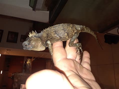 Common feeders in captivity include crickets, earthworms, silkworms, mealworms, moths, roaches, wax worms. SOLD!! Large mountain horned dragons - FaunaClassifieds