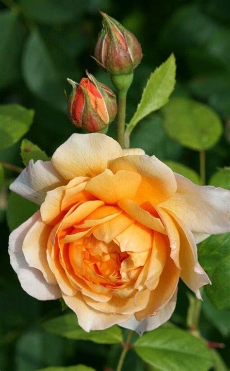 Uno tra i simboli più autentici della primavera, dell'infanzia e della scegli tra le composizioni di margherite fresche, bianche o gialle. Pin di maria del su Rosas | Fiori, Rose gialle, Rose