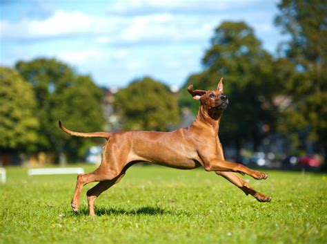 The recorded history of the rhodesian ridgeback becomes much more prominent around the 16th century, when the first european man, a portugese settlor, explored the interior lands on the cape of. Rhodesian Ridgeback: Alle Infos und Tipps zur Rasse