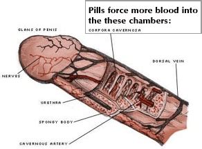 Stopping or reducing ovulation (the release of an egg from an ovary). How Do Male Enhancement Pills Work - Male Enhancement Reviews