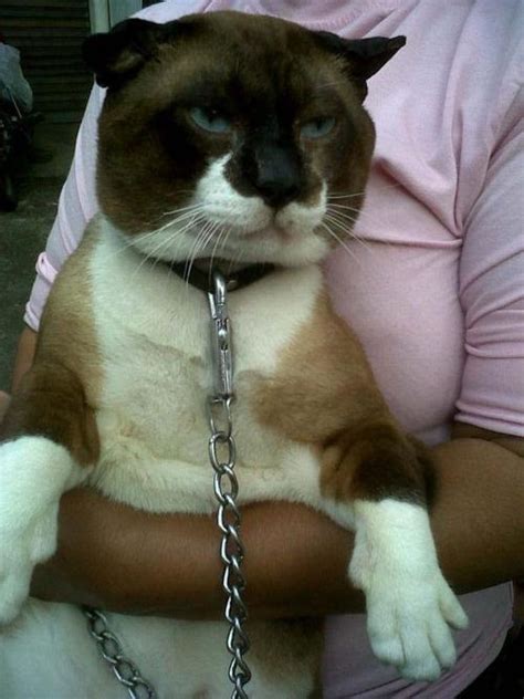 No cat breed is entirely hypoallergenic, and there is no guarantee that someone who is allergic to cats will not react to a siberian. Jeannette's take on life: Snowshoe Siamese Cat