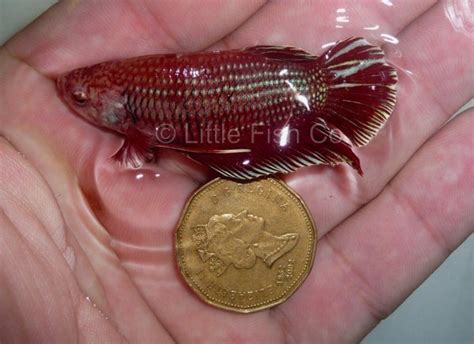 You should expect it to grow to 2.5 inches when fully matured just bought a beautiful little red and white female crowntail betta. Index of /Little_Fish_Company/PHOTO_GALLERY/Pages/Bettas ...