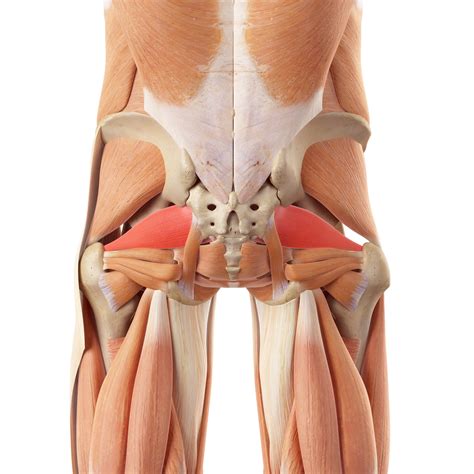 It may also arise from injury or issues with. Gluteal Tendinopathy