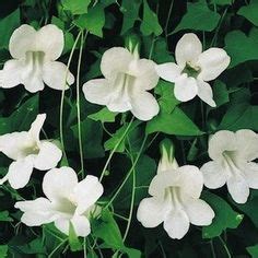 Maybe you would like to learn more about one of these? 1000+ images about Garden: VINES - Zone 9 on Pinterest ...