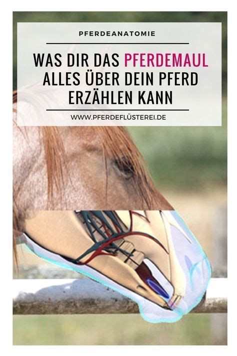 Valaciclovir compared with acyclovir for improved therapy for herpes zoster in immunocompetent adults. Pferdeanatomie erklärt! Maul und Nase und warum beides so ...
