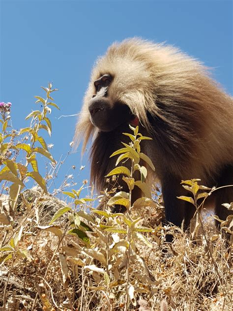 Gelada Monkey | Brilliant Ethiopia