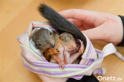 Was ist ein eichhörnchen kobel (überhaupt)? Waisen aus dem Eichhörnchen-Kobel | Onetz