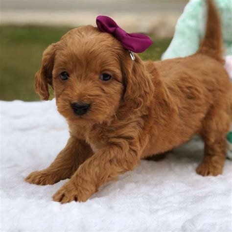 The colors of the mini goldendoodle can vary and the coat can vary quite a bit in look and texture as well from short to long and from straight to wavy or curly. Red Goldendoodle Puppies For Sale In Michigan - Bmoshow Blog