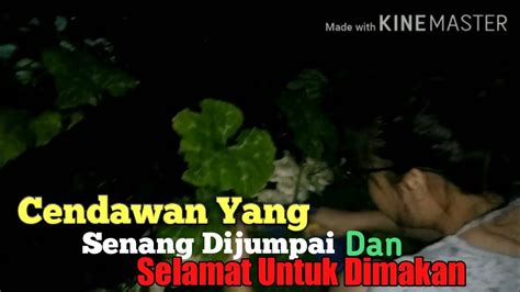 Ada banyak jenis ikan yang bisa kita makan, mulai dari ikan laut sampai ikan air tawar. Misi Mencari Cendawan Yang Boleh Dimakan 😋 - YouTube