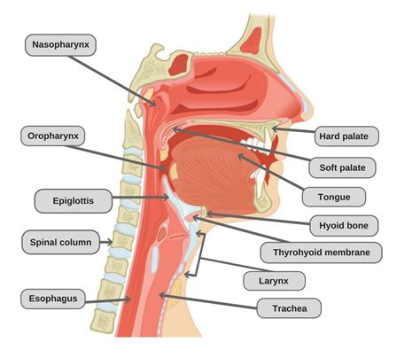 Throat anatomy understanding the basics of it with diagrams. Why Does Drinking Water Soothe Coughing and Dry Throats ...
