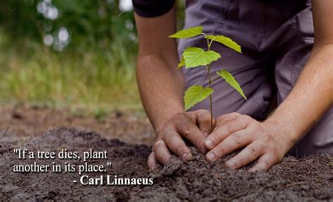 Here are best slogans on tree plantation. Best 35 Tree Quotes and Motivational Thoughts With Pictures