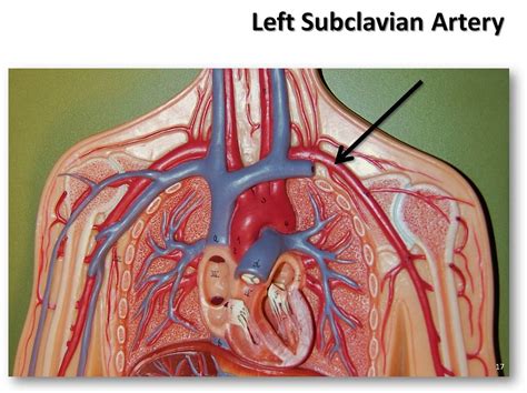 • elas'c arteries (conduc'ng arteries) aorta, brachiocephalic, common caro'd, subclavian, vertebral. Left subclavian artery - The Anatomy of the Arteries Visua ...