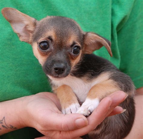 Conveniently located off de zavala at our san antonio petco location, you'll work with our friendly and qualified staff to help your pet thrive. Chihuahua Puppies For Sale In San Antonio Texas