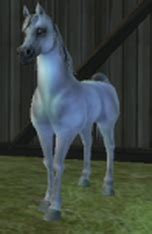 Buy birds, sell eggs for real money. Arabian - The Star Stable Horses