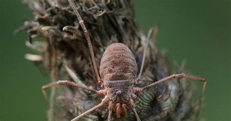 Of course, trends in names. Raw Birds: HARVESTMAN (Opilio parietinus) Male Lullymore ...