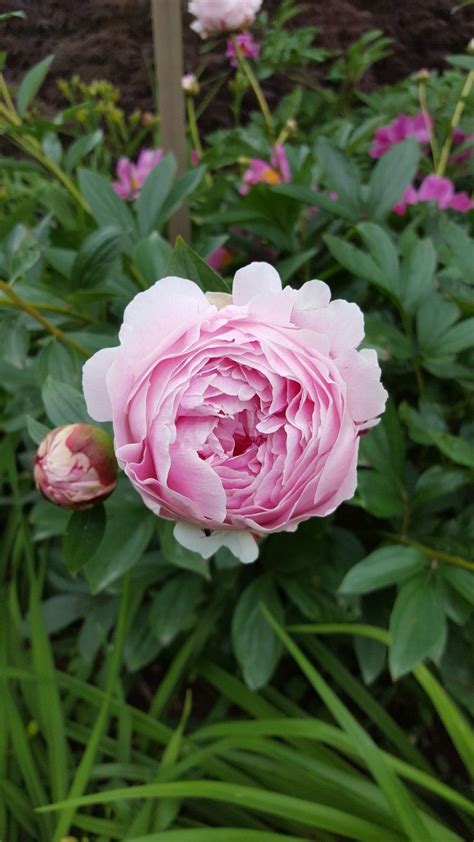 We did not find results for: The best smelling peonies I have in the garden are these ...