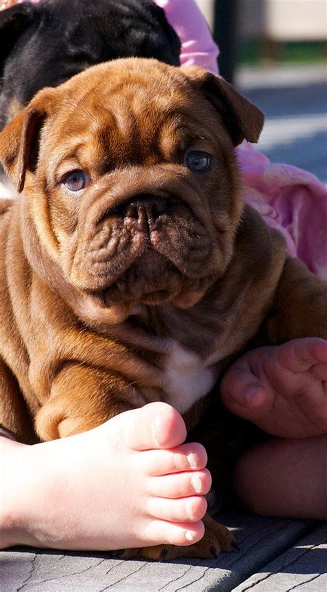 Yorkshire terrier puppies for sale: english bulldog,english bulldog puppies,old english ...
