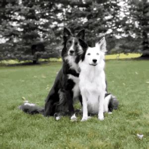 Anime Hug GIFs - Get the best GIF on GIPHY